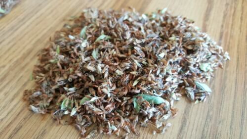 seeds red clover herb 50