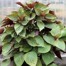 seeds 100purple shiso purple perilla zisu tia to tim beefsteak /sesame leaf