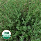 common thyme organic herb - heirloom non gmo 300seeds fragrant-