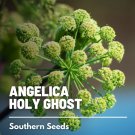 50 angelica, holy ghost - seeds, heirloom herb (angelica archangelica)