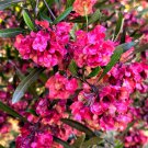 40 seeds mixed colors florida hopbush dodonaea viscosa hopseed flower shrub