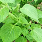 seeds 101green shiso perilla japanese herb vegetable beefsteak plant sushi soup