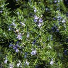 seeds 25 rosemary herb * per pkt. container or garden locations cuisine fav