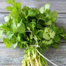 seeds 500 cilantro | non-gmo fresh garden