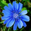 1001chicory flower seed organic natural herbal tea coffeeweed edible wildflower