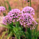 10 seeds mouse garlic allium angulosum wild pink flower herb
