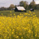 500 seeds old fashioned mustard ragged edge brassica juncea vegetable
