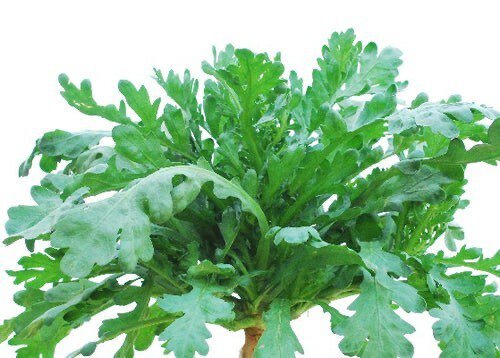 1-oz big leaf t&aacute;&ordm;&sect;n &Atilde;&acute; tong ho seeds; &aring;&curren;&sect;&egrave;��&egrave;�&frac14;&egrave;�&iquest;;
