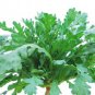 1-oz big leaf tần ô tong ho seeds; 大葉茼蒿;