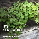 100 seeds ivy, kenilworth - medicinal (cymbalaria muralis)