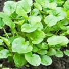 seeds 1200 upland cress non-gmo / heirloom barbarea verna herb garden fresh
