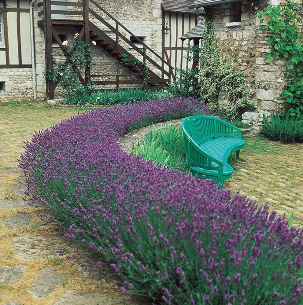 seeds lavender seed, munstead, bulk heirloom perennial herb 250ct