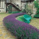 seeds lavender seed, munstead, bulk heirloom perennial herb 250ct
