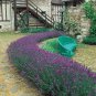 seeds lavender seed, munstead, bulk heirloom perennial herb 250ct