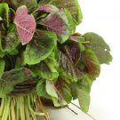 200 red amaranth seeds, stripe leaf, chinese spinach, yin cho callaloo herb