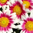 120 seeds venidium monarch of the veldt flower cape daisy heirloom rare e