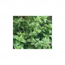 seeds spearmint great garden herb by seed kingdom 20,000