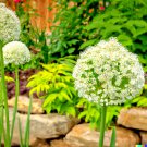 10 wild garlic bulb plant seeds, meadow type - planting herb or garden flower