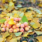 10 seeds ginkgo biloba maidenhair tree yellow fall orange "fruit" herb