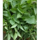 basil, lemon - 100 seeds, heirloom herb (ocimum basilicum)