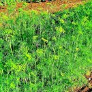 350 seeds dill spring drought tolerant herb vegetable garden non-gmo heirloom