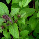150 seeds persian basil non - gmo fresh harvest for gardens