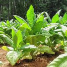 seeds black bolivian tobacco {nicotiana tabacum} organic 100