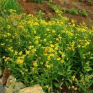 arnica (arnica chamissionis) seeds, organic