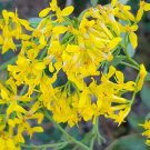 25 seeds woody goldenrod | chrysoma pauciflosculosa florida native flower