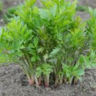 50 seeds perennial lovage herb zones 3-