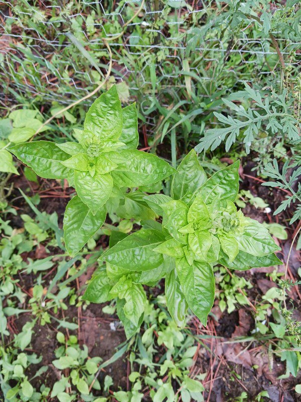 seeds 20 genovese basil non-gmo organically grown