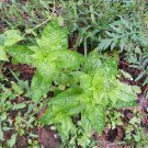 seeds 20 genovese basil non-gmo organically grown