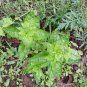 seeds 20 genovese basil non-gmo organically grown