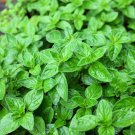 500 seeds oregano origanum vulgare herb purple butterfly flower