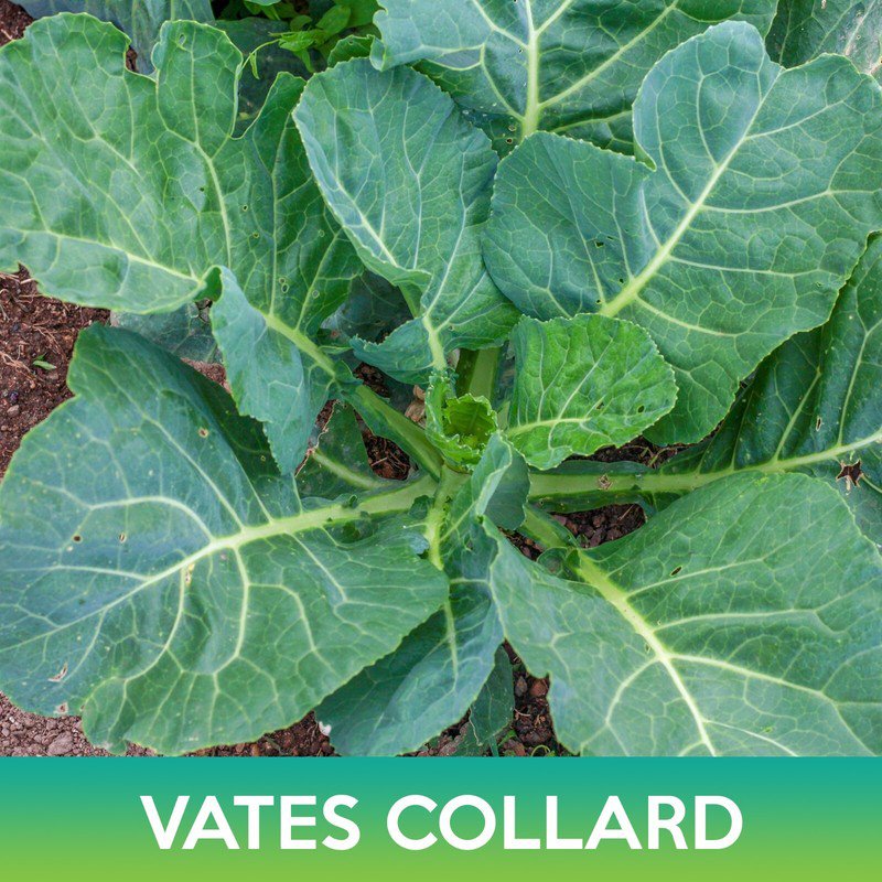 seeds vates collard