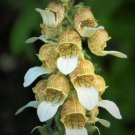 200 grecian foxglove wooly digitalis lanata hummingbird white yellow flower seed