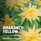 100 amaranthus, yellow - seeds, heirloom vegetable (amaranthus tricolor)