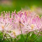 5 seeds columbine meadow rue thalictrum aquilegifolium purple pink flower