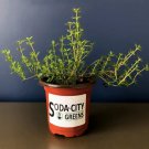two orange thyme herb live plants