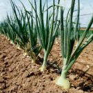 250 seeds yellow sweet spanish onion fresh harvest for gardens