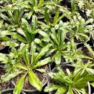 seeds 200 culantro, mexican coriander culantro recao buy2get1(add3incart)