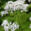 seeds white snakeroot (eupatorium rugosum)