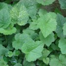 5 seeds tolmiea menziesii piggyback plant -