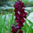 250 seeds welcome snapdragon antirrhinum majus dark crimson near black flower