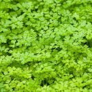 seeds 500winter chervil french parsley sweet sicily gourmet’s herb