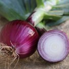 250 seeds ruby red onion non-gmo fresh for gardens
