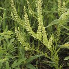 seeds virginia pepperweed (lepidium virginicum)