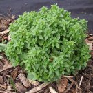 1 seeds basil spicy globe great garden herb by seed kingdom bulk lb