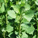 25 papalo yerba porosa, summer cilantro, bolivian coriander, porophyllum ruderal