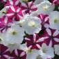 20 seeds ~ easy wave starfish * trailing petunia pelleted